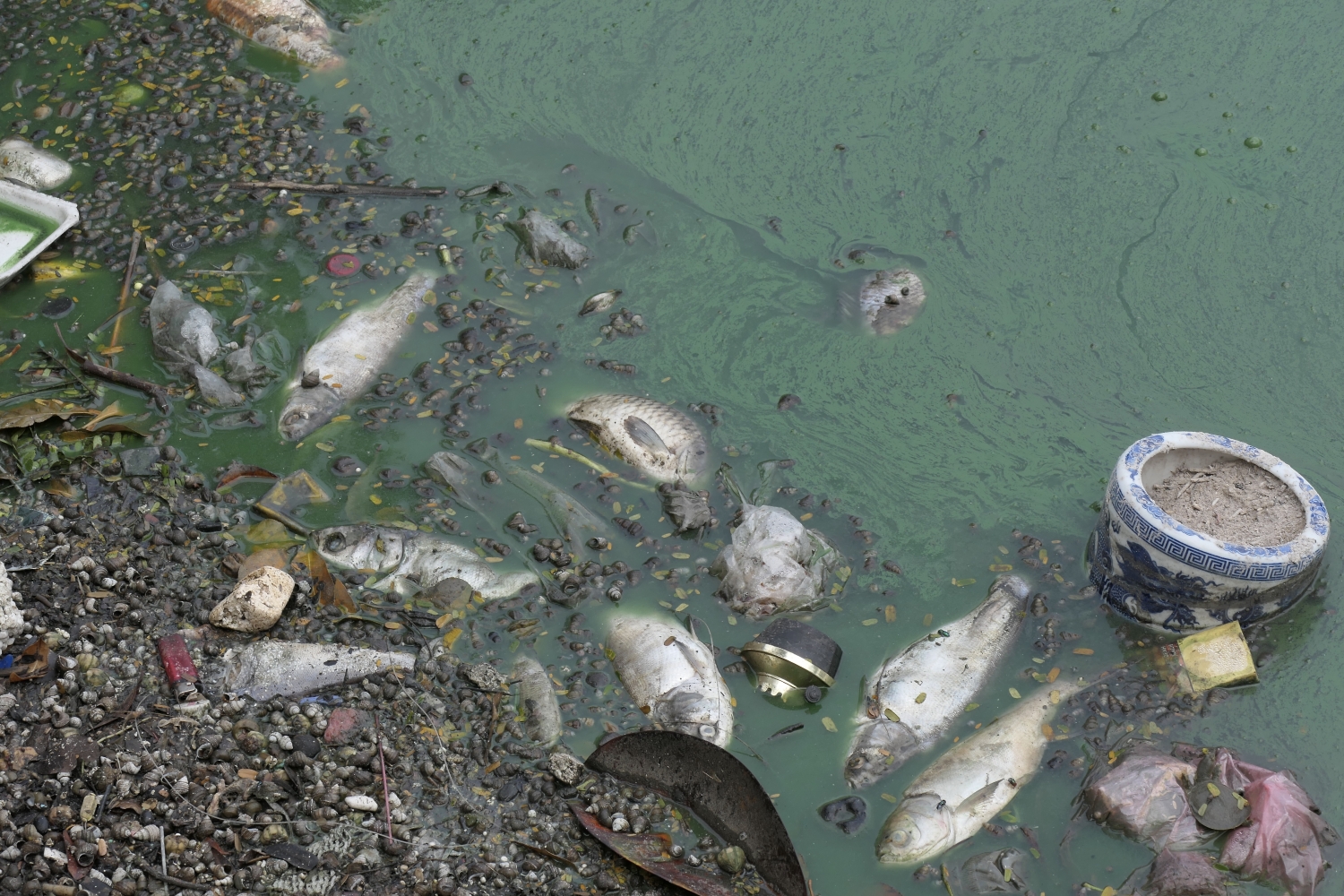 Cá chết hàng loạt: Hồ Tây lại có dấu hiệu ô nhiễm