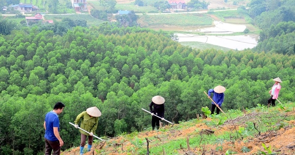 Thí điểm chuyển mục đích sử dụng rừng sang mục đích khác tại Khánh Hòa
