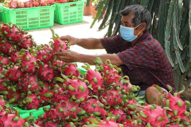 Tin tức kinh tế ngày 19/11: Xuất khẩu rau quả sang Trung Quốc tăng mạnh