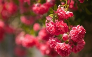 Tử vi tháng 4/2023: Tuổi Mùi tài lộc nở hoa, tuổi Hợi bước tiến đáng kể