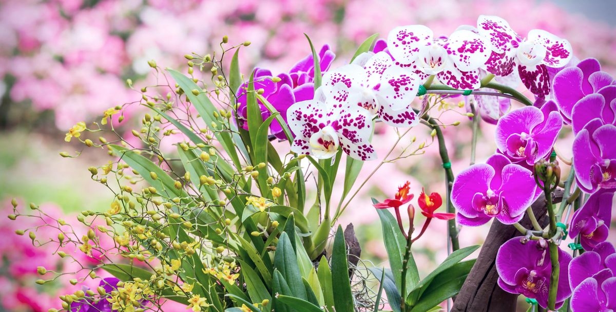Top 10 loài hoa đẹp nhất thế giới