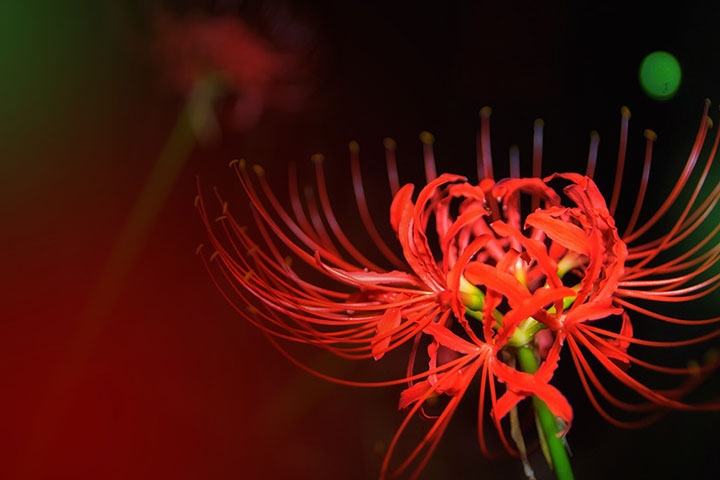 Top 10 loài hoa đẹp nhất thế giới