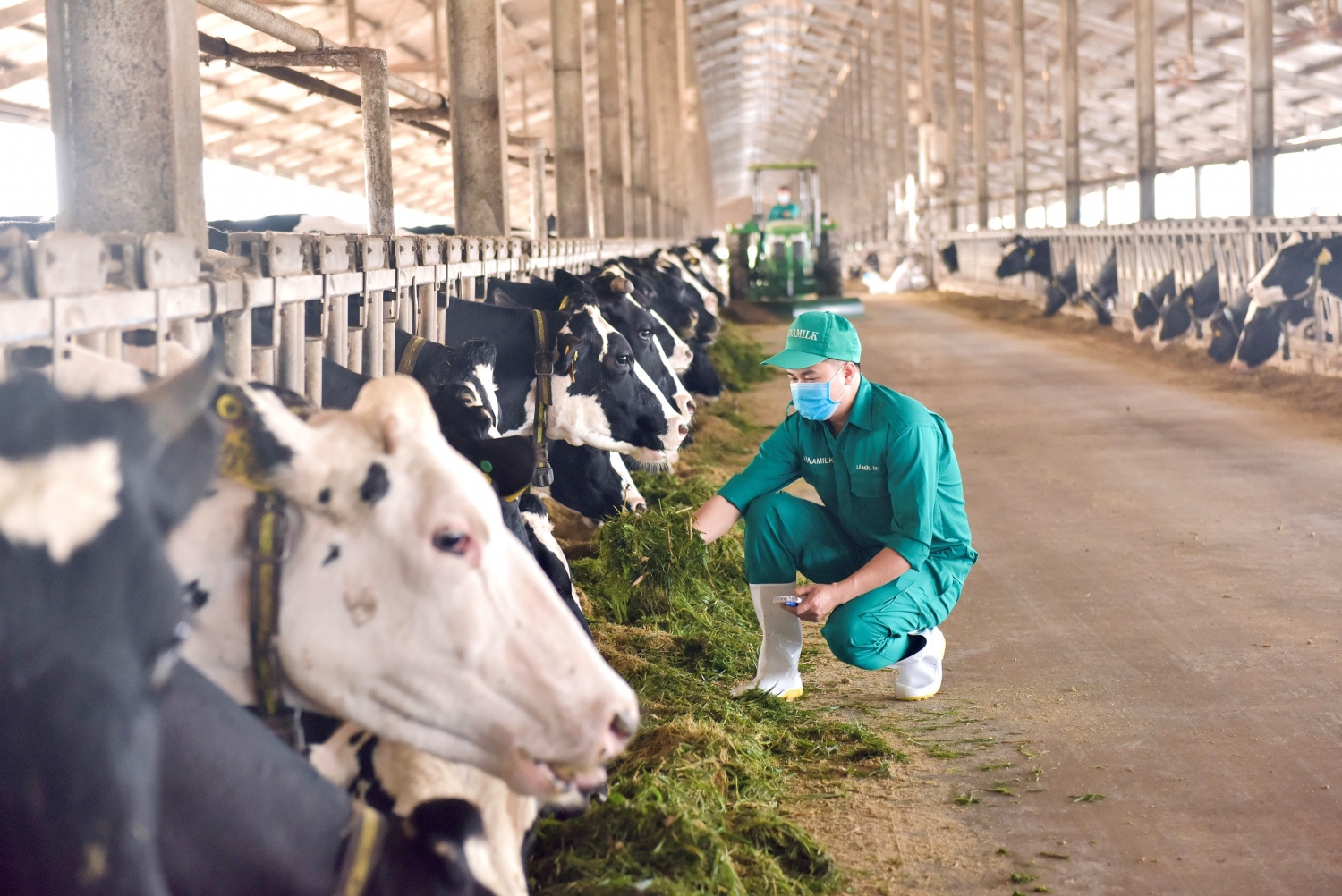 Vinamilk tập trung đầu tư môi trường sống trong lành với chế độ chăm sóc đặc biệt cho đàn bò sữa