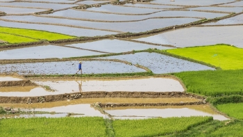 78,4% diện tích gieo cấy khu vực Trung du và Đồng bằng Bắc Bộ đã có nước đổ ải