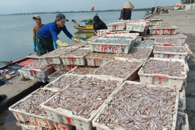 Ngư dân trúng đậm cá cơm, bốc xếp bán hàng mỏi tay