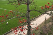 Hoa gạo nở đỏ rực từ nông thôn đến thành phố