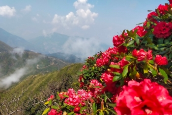 Khám phá mùa hoa đỗ quyên ở Lào Cai