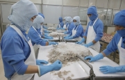 經濟新聞3月23日：越南是韓國最大的蝦供應國