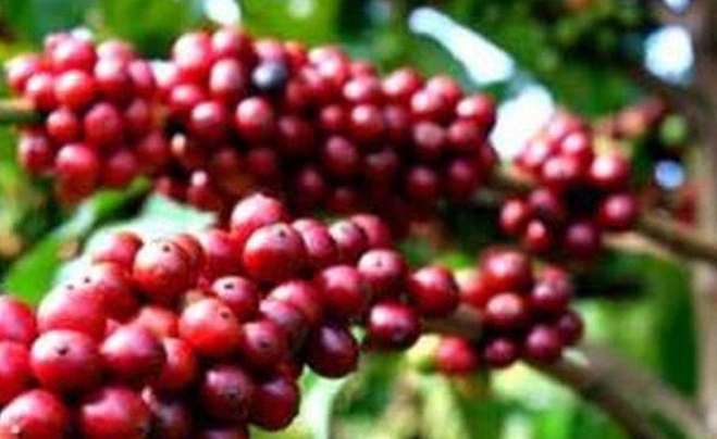 Giá cà phê hôm nay 28/3: Thị trường trong nước tăng 200 đồng/kg