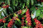 Giá cà phê hôm nay 29/3: Quay đầu giảm 500 đồng/kg