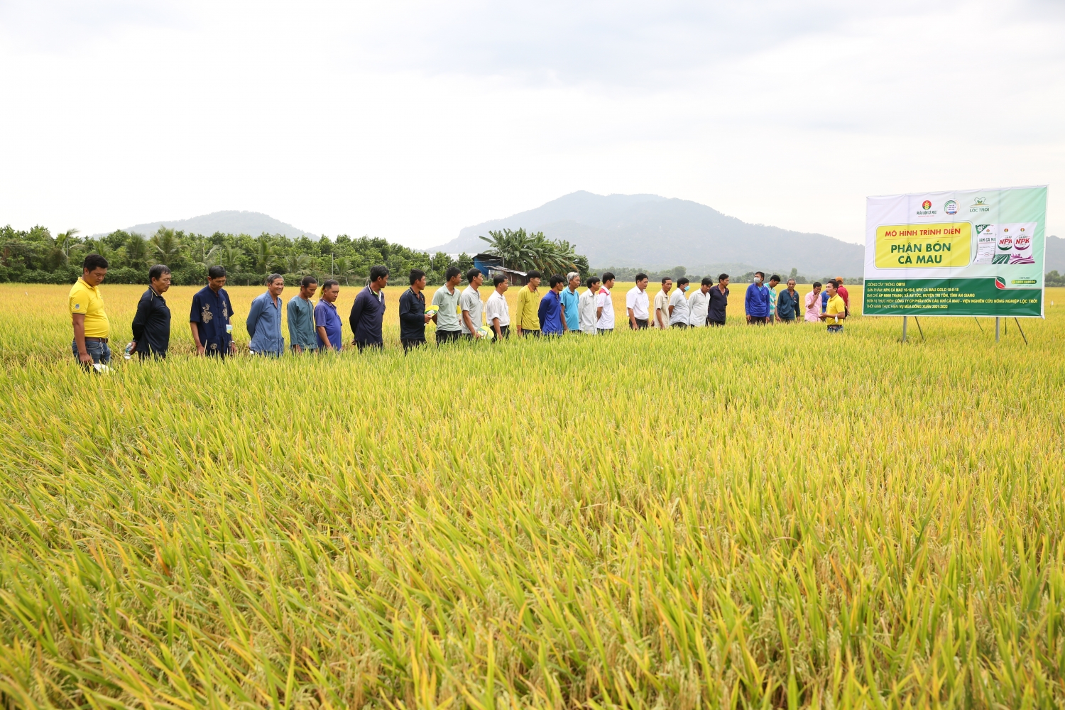 NPK Cà Mau nâng cao hiệu quả mùa lúa An Giang