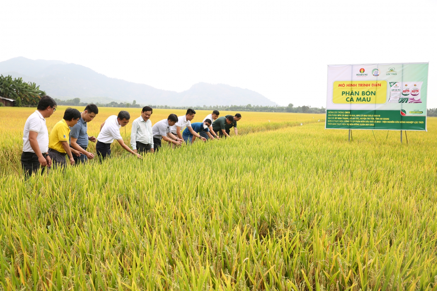 NPK Cà Mau nâng cao hiệu quả mùa lúa An Giang