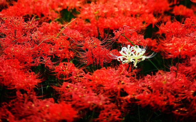 [VIDEO] Rừng hoa bỉ ngạn đẹp như cổ tích ở Nhật Bản