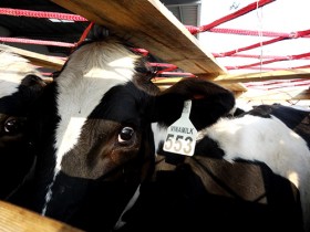 Tiếp tục nhập bò sữa cao sản từ Úc về Việt Nam