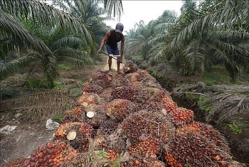 Tin tức kinh tế ngày 25/4: Indonesia cấm xuất khẩu dầu ăn, Bộ Công thương chỉ đạo khẩn