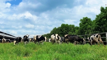 Vinamilk tiếp nhận thành công hơn 1.500 con bò sữa nhập từ Mỹ về các trang trại Green Farm
