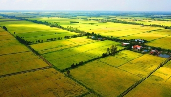 Long An và Đồng Tháp được phép thực hiện chuyển mục đích sử dụng đất trồng lúa