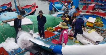 Khánh Hòa: Ngư dân bỏ Tết vươn Trường Sa, "bám" vụ cá ngừ đại dương