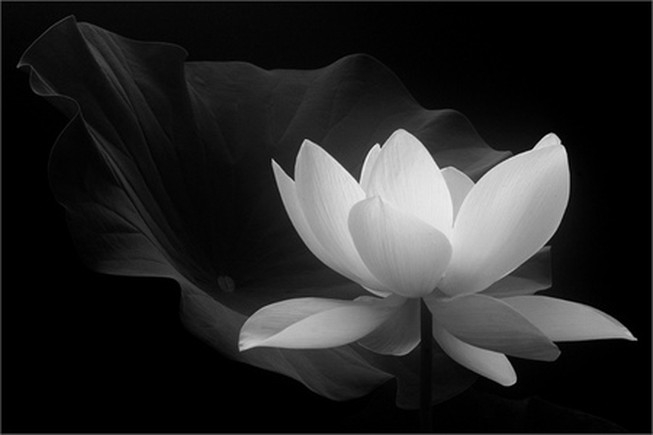 Tin buồn hoa sen trắng được sử dụng trong đám tang là lúc chúng ta cảm nhận sâu sắc giá trị của sự sống và sự hiện diện của những người thân yêu đã qua đời. Hình ảnh những cánh hoa sen trắng ấm áp sẽ giúp cho trái tim chúng ta an tâm và yên bình trong giờ phút buồn bã.