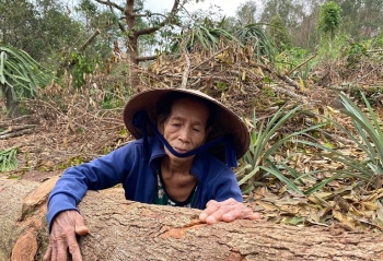 Quảng Ngãi: “Thủ phủ” cây ăn quả thất thủ sau mưa bão