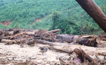 Gần 150.000 ha rừng bị thiệt hại do thiên tai