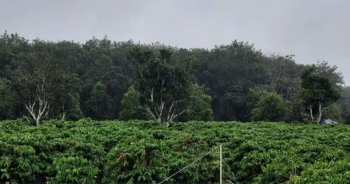 Báo Nhật: Giá nông sản Việt Nam sẽ tăng đột biến do ảnh hưởng của bão lụt