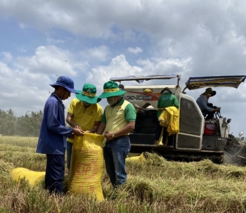 Nông dân phấn khởi trước kết quả của chương trình canh tác lúa “thông minh”