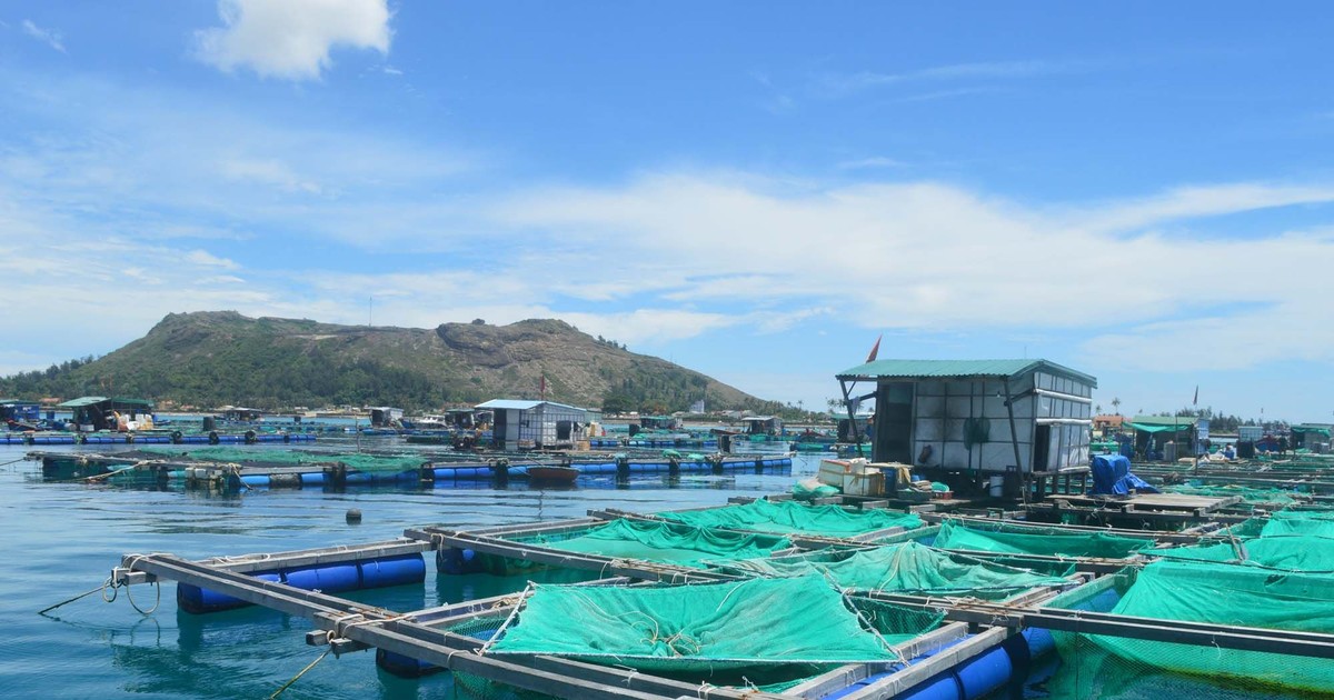 Quảng Ngãi phát triển nuôi biển thành ngành sản xuất hàng hóa quy mô lớn