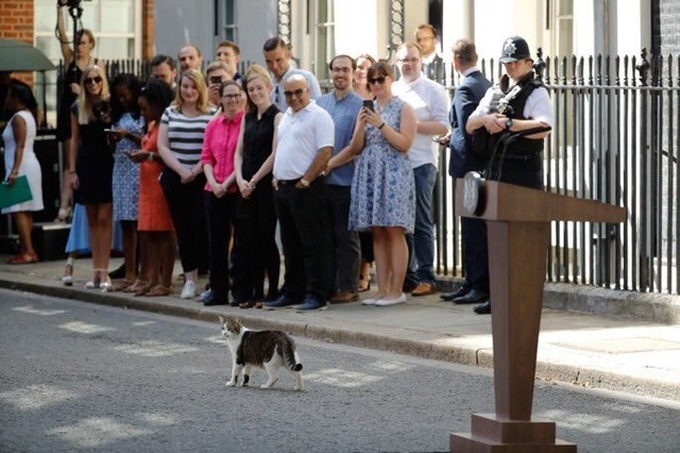 Con mèo quyền lực nhất dinh thủ tướng Anh - 8