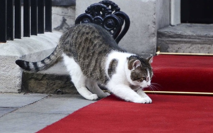 Con mèo quyền lực nhất dinh thủ tướng Anh - 7