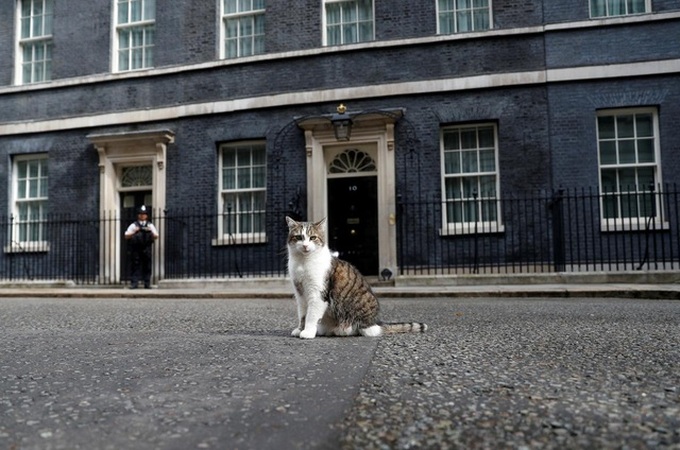 Con mèo quyền lực nhất dinh thủ tướng Anh - 1