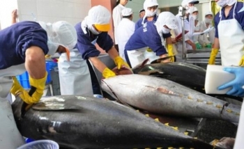 Xuất khẩu cá ngừ sang châu Âu: Thị phần lớn song hành cùng thách thức
