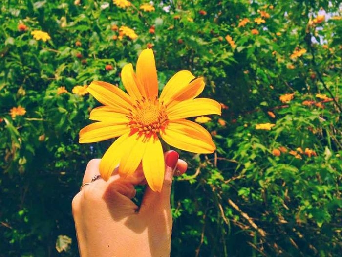 Những loài hoa “gây thương nhớ” ở Đà Lạt