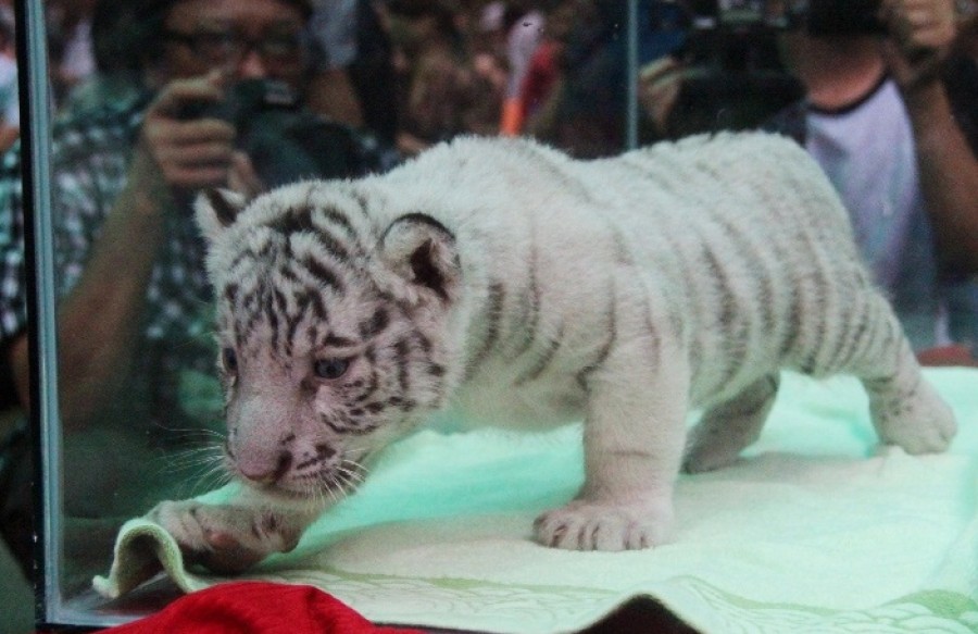 Đến Thảo Cầm Viên dự sinh nhật… 3 con hổ trắng