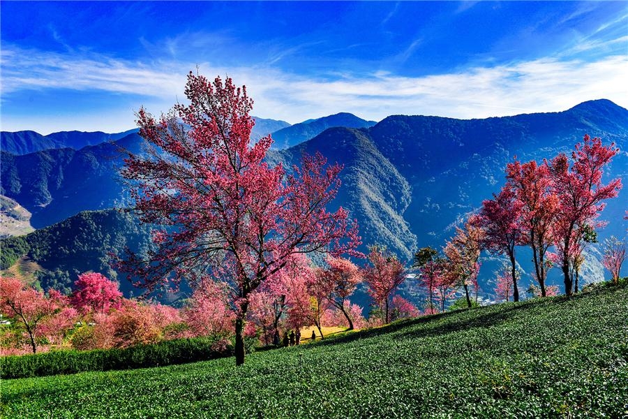 Phong cảnh hoa anh đào nở rộ đẹp như tranh vẽ ở tỉnh Vân Nam, Trung Quốc