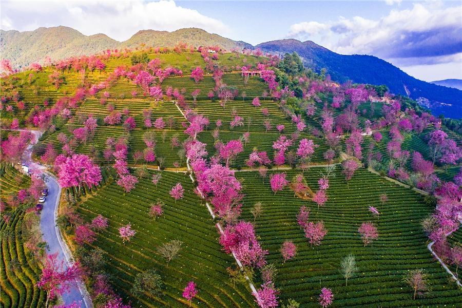 Phong cảnh hoa anh đào nở rộ đẹp như tranh vẽ ở tỉnh Vân Nam, Trung Quốc