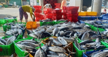 Khánh Hòa: Người làm nghề đánh bắt cá ngừ sọc dưa trúng lớn, lãi đậm