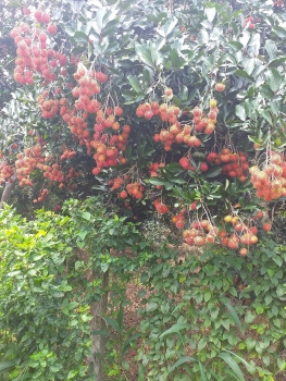 Những vườn trái cây Long Khánh- Điểm đến cuối tuần đầy hấp dẫn!