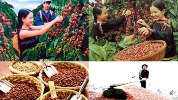 Giá cà phê hôm nay 1/1: Đắk Nông và Gia Lai có mức thu mua cao nhất