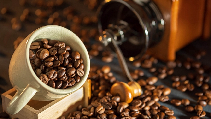 Giá cà phê hôm nay 2/1: Thấp hơn so với cùng kỳ 2022 khoảng 2.000 đồng/kg