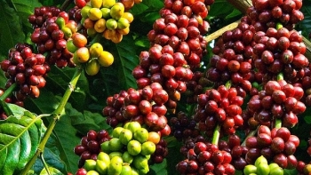 Giá cà phê hôm nay 15/1: Mức thu mua cao nhất là 41.000 đồng/kg
