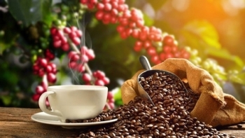 Giá cà phê hôm nay 18/1: Arabica quay đầu giảm theo đà của thị trường London