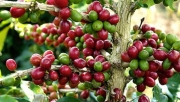 Giá cà phê hôm nay 29/1: Thị trường trong nước tăng 800 đồng/kg