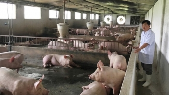 Giá lợn heo hơi hôm nay 17/8: Giao dịch trong khoảng 58.000 - 71.000 đồng/kg