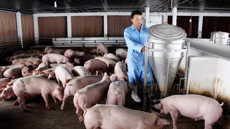 Giá lợn heo hơi hôm nay 1/9: Giảm 1.000 - 3.000 đồng/kg