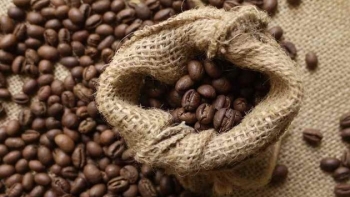 Giá cà phê hôm nay 4/11: Thị trường trong nước tăng 800 đồng/kg