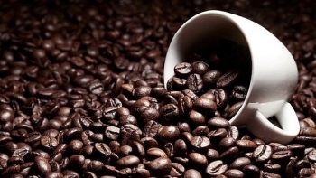 Giá cà phê hôm nay 20/11: Thị trường thế giới quay đầu giảm