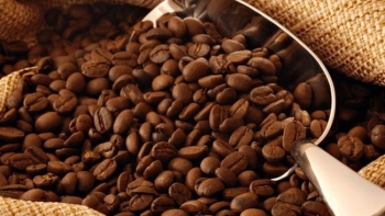 Giá cà phê hôm nay 6/12: Duy trì ổn định tại các vùng trọng điểm