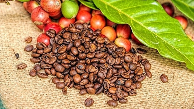 Giá cà phê hôm nay 18/12: Thị trường trong nước giảm 200 đồng/kg