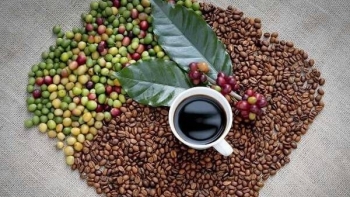 Giá cà phê hôm nay 21/12: Giảm nhẹ ở khu vực Tây Nguyên